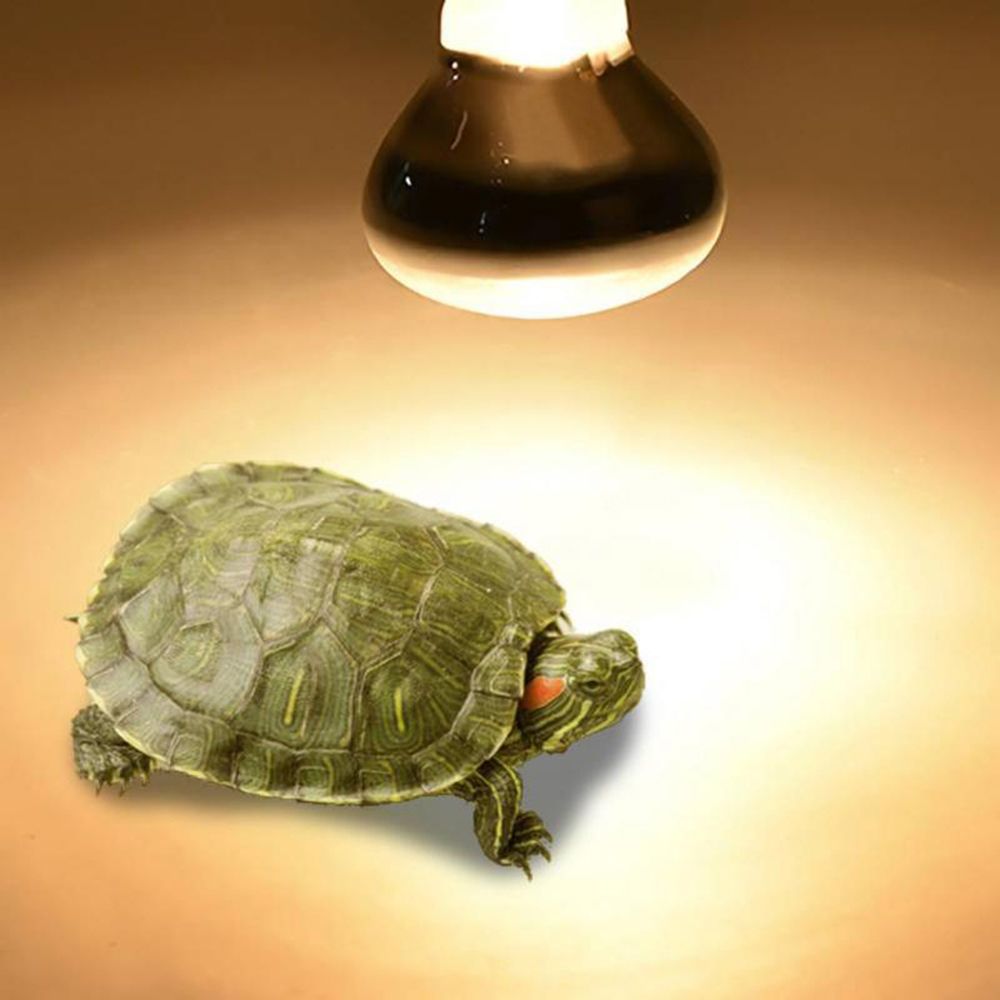 مصباح حراري للزواحف، إضاءة UVA - مراجعة Basking Bulb Halogen وسعره
