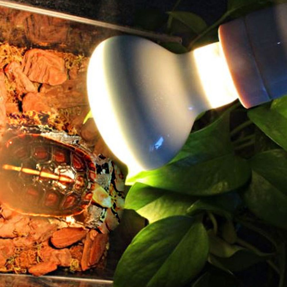 جهاز تحكم في درجة حرارة السخان - مراجعة Basking Bulb Halogen وسعره