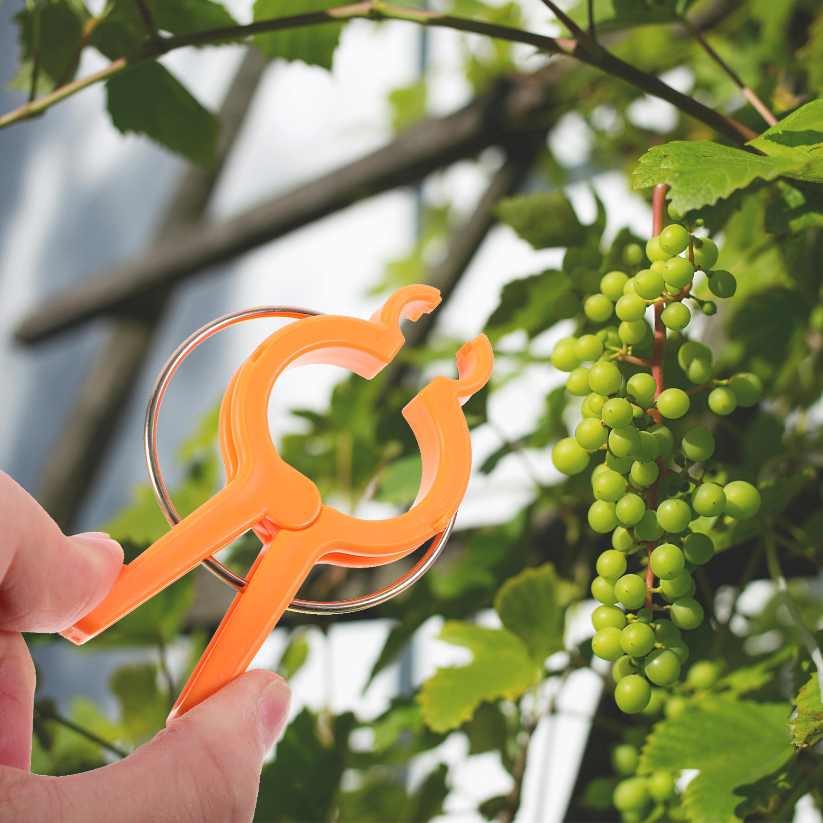 12 قطعة من مشابك دعم النباتات  - مراجعة Vine Climbing Plastic وسعره