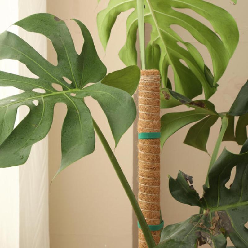 قضيب دعم نمو النباتات (قطعة وا - مراجعة Vine Climbing Plastic وسعره